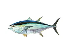 Bluefin Tuna Vinyl Decal Sticker for Laptop Car Window Cups Mailbox