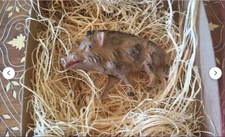 New Dresden Paper Warthog Boar Christmas Ornament Tree Decoration