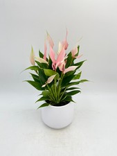 Anthurium Lilli, Flamingo flower, Anthurium andraeanum in 12cm nursery pot