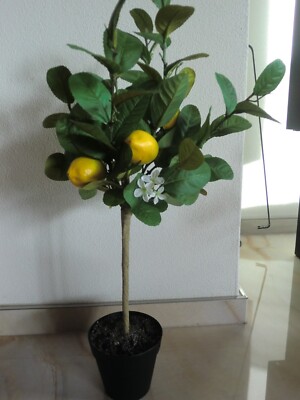 Zitronen-Bäumchen, Hochstamm mit 5 Früchten und Blüten, 56 cm hoch