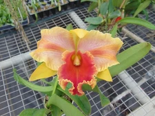 Blc. Amazing Thailand 'Red Star' Bloom size 6" pot LARGE PLANT