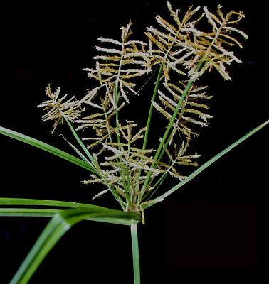 #ad #ad 20 TIGER NUT Seeds Cyperus esculentus NON GMO Free shipping Perennial $8.95