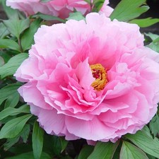 Paeonia suffruticosa Soft Pink - Japanese Tree Peony - 15cm