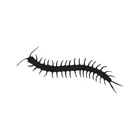 Centipede Bug Insect - Vinyl Decal Sticker - Multiple Colors & Sizes - ebn2908