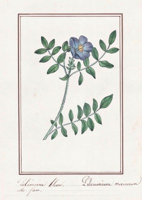 Jakobsleiter Jacob's ladders Botanik botany Aquarell watercolor drawing 1830