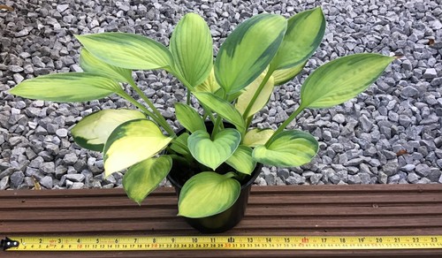 Hosta 'Guacamole' Plantain Lily - Large Hardy Perennial Plant in a 15cm/6in Pot - Picture 2 of 23