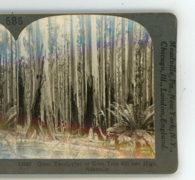 Great Eucalyptus Gum Tree 400 ft High Australia Keystone Stereoview