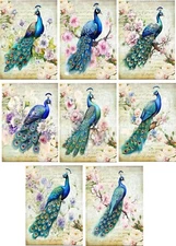 8 ATC Peacock small note insert blank card shabby chic envelopes organza bag