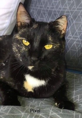 Pixel Adoption Perth Animal Rescue Cat 47 Kitten Cats Kittens Gumtree Australia Swan Area Henley Brook 1255167192