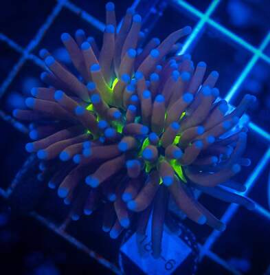 WYSIWYG Ultimate 24K Torch Live Coral Frag SPS LPS