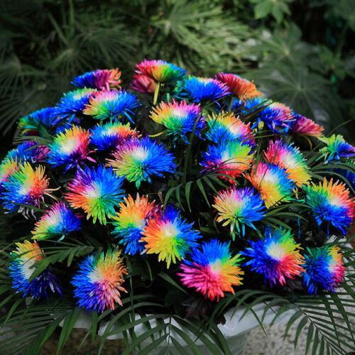 100Pcs Chrysanthemum Rainbow Flower Seeds Rare Unusual Colorful Bonsai seeds - Picture 1 of 4