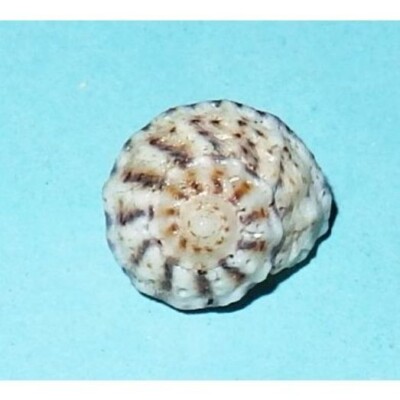 Modulus modulus - CERITHIIDAE - C. American Seashell - 10.1mm F+  #6672