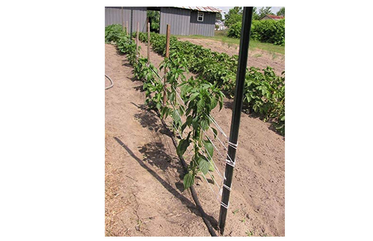 IRRIGATIONMART 6300FT Tomato Tying Garden Twine eBay