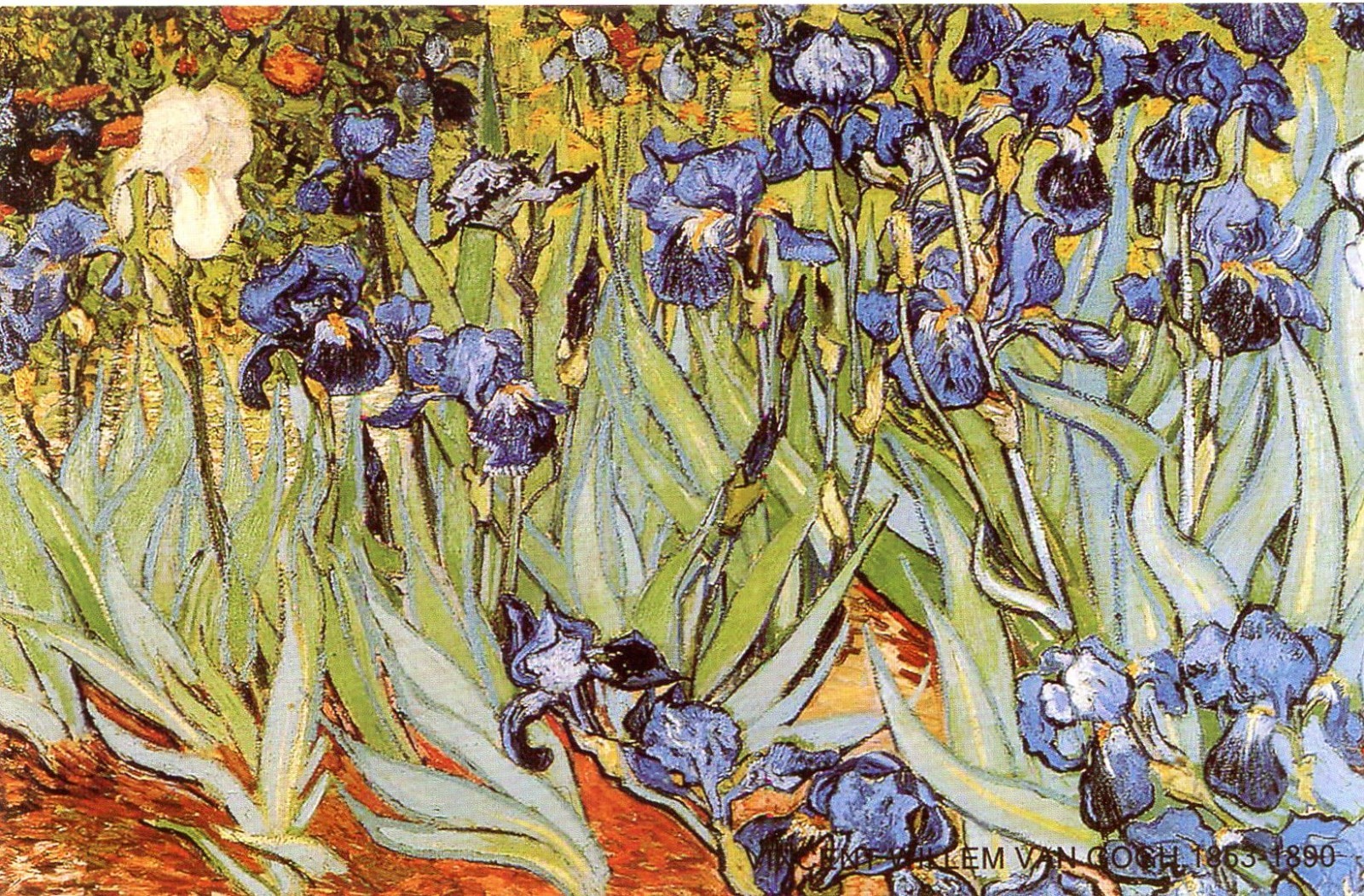 Irises, Vincent van Gogh (Dutch, 1853-1890) --New POSTCARD