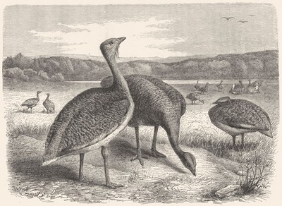 VÖGEL. Stelzenwanderer. Trappe um 1870 altes antikes Vintage Druckbild