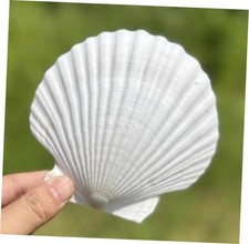10 PCS Large Scallop Shells 4-5 Inch Natural White XL-LARGE - Large