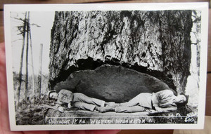 c 1910 LOGGERS LOGGING WESTERN WASHINGTON UNDERCUT 12' FIR REAL PHOTO POSTCARD