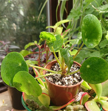 Chinese Money Plant | Pilea peperomioides | 6cm Baby Pot | Evergreen Houseplant