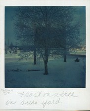 Old Vintage Photo COLOR POLAROID LANDSCAPE FROST ON TREE IN YARD SNAPSHOT