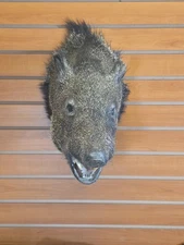 JVBH84 Peccary Javelina Pig Shoulder Mount Taxidermy