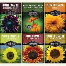 Sunflower Seeds Collection for Planting 6 Variety Pack - Autumn Beauty Black