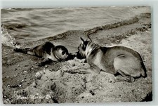 39423305 - Seal Nanu Who Are You Shepherd