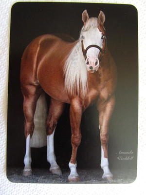 HORSE SWAP CARD~MODERN NEW~GORGOUS PALOMINO SABINO PAINT HORSE NICER THAN PIC103