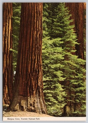 Mariposa Grove Yosemite National Park Giant Sequoia Trees California Postcard