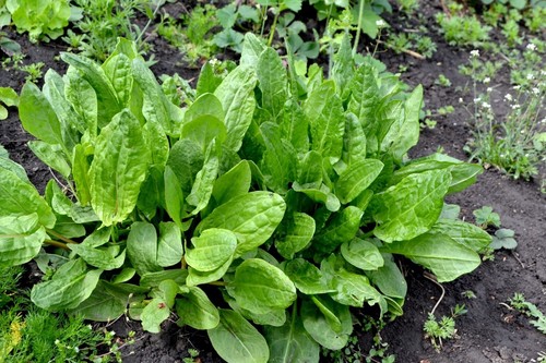 Herb plants, garden ready, 9cm pots lots of choice - Picture 177 of 298