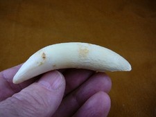 (G376-287) 3-7/8" GATOR Alligator Aligator Tooth TEETH jewelry I love gators