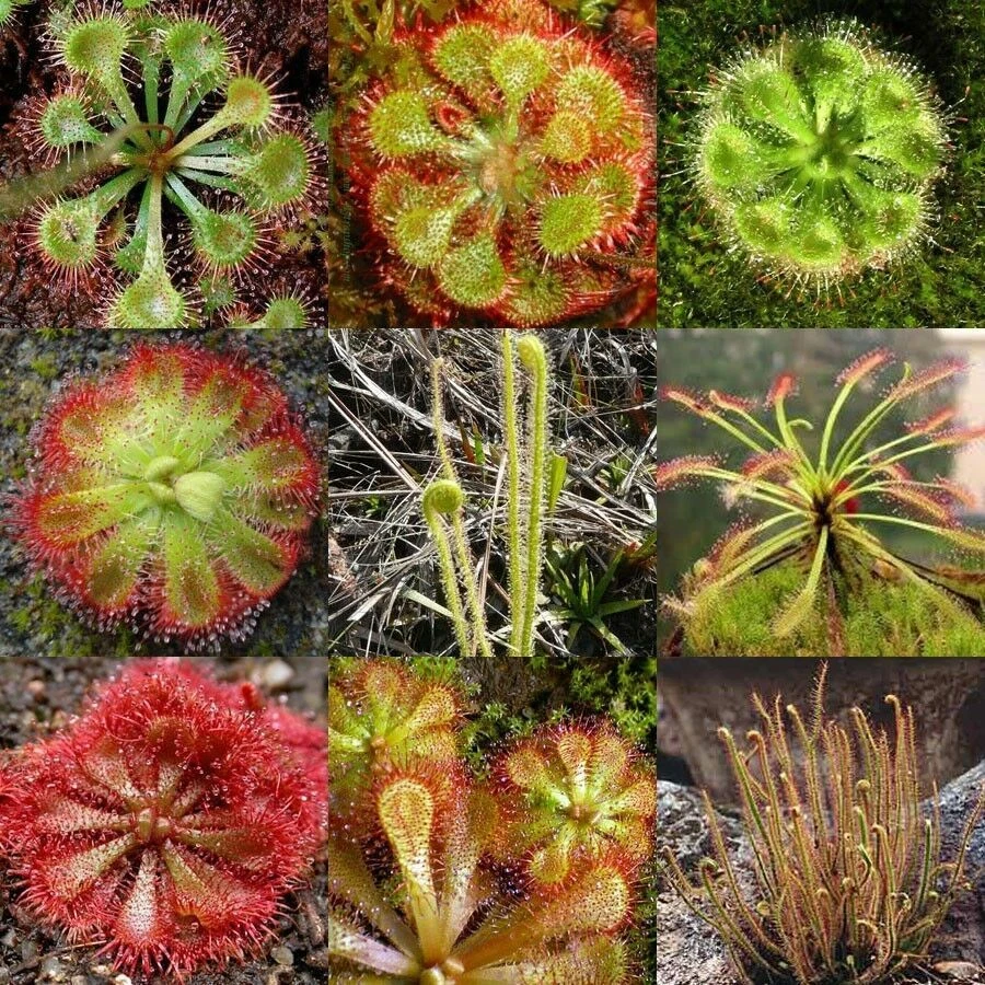 DROSERA IN MIX - 20 CARNIVOROUS PLANT SEEDS