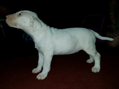 bull terrier pup dogs puppies gumtree australia logan area