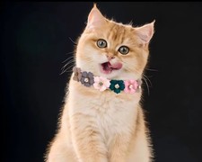 Pink Floral Faux Leather Standard Cat Collar with Decorative Flower Design