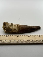 Spinosaurus 4” TOOTH  Teeth Dinosaur Fossil before T Rex Cretaceous SC 318