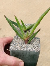 Aloe Rubroviolacia X Capitata Hybrid, Aloes, Cactus, Agaves, Rare Plants,