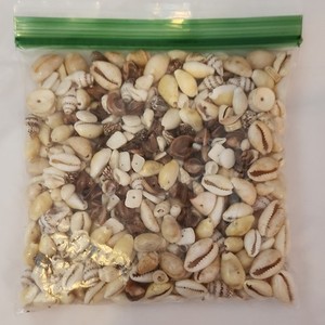 Bag of Mixed Cowrie Shells Collectible Natural Shells Variety for Crafts Decor