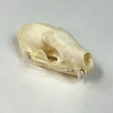 Real Striped Skunk Skull Taxidermy Odd Goth Crafts Cleaned Witchy Weird #3931