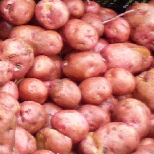 Seed Potatoes per pound lb Kennebec Red Pontiac Yukon Dakota Pearl