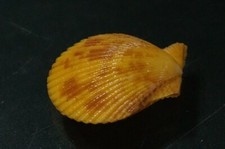 Chlamys Senatoria 28.7 mm GEM , baybi size gorgeous DARK -YELLOW color beauty,