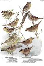 1936 Vintage FUERTES BIRDS 81 "SPARROWS (NINE DIFFERENT)" Color Plate Lithograph