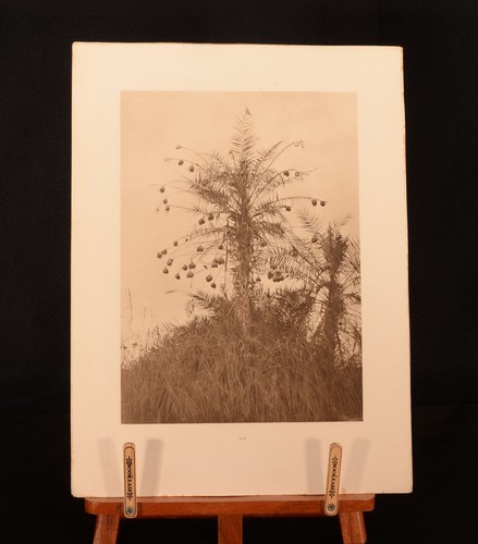 1911 Studies of Birdlife in Uganda R. Someren V. Someren Illustrated 1st - Picture 7 of 11