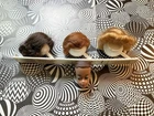 Vintage 1962 Fashion Queen Head Japan, Stand And Wigs