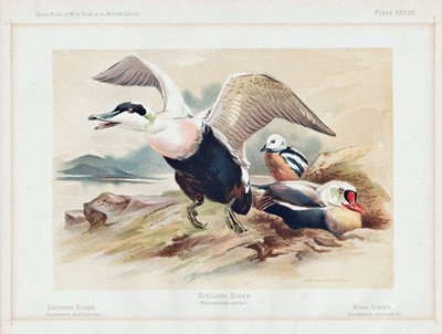 Eiderente eider Ente duck Enten ducks Vögel birds bird Lithographie 1890