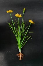 Handmade artificial flowers meadow salsify Tragopogon pratensis beaded