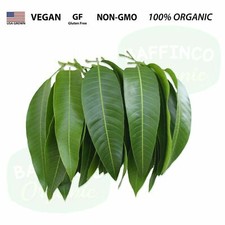 60 Fresh Raw 100 Natural Organic Mango Leaves Florida USA Pick Ship Same Day