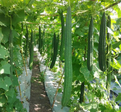 Luffa Ridged Gourd Seeds - Loofah Sponge Chinese Okra Angled Luffa ...