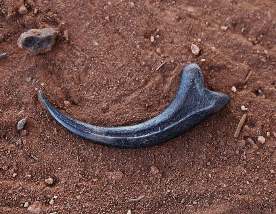 Dinosaurs Jurassic World Park Alan Grant Fossil Velociraptor Claw REPLICA 1:1 - image 3 of 4