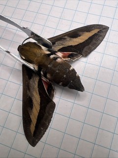 Sphingidae Hyles gallii? SPH 115 Coll. 2025 Saskatchewan Canada