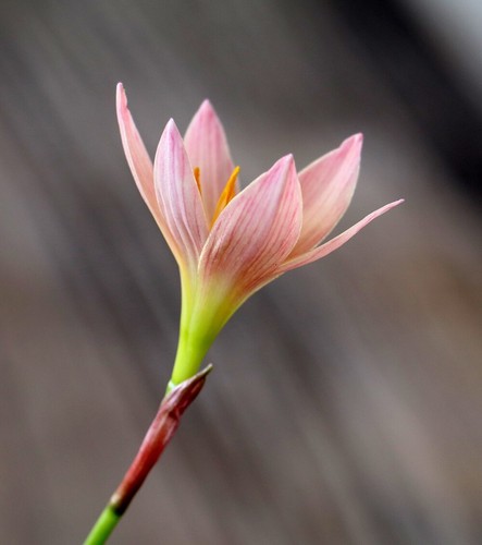 4x bulbs “Prairie Sunset “ Zephyranthes Rain Lily Flower Plant Autumn crocus - Picture 6 of 6