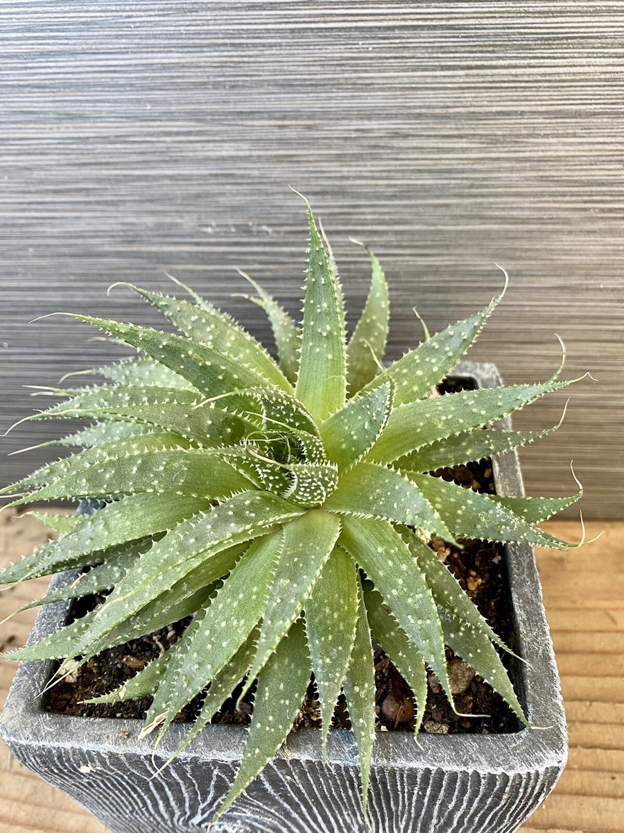 Aloe Aristata Lace Aloe Live Plant Free Shipping | eBay